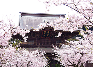 Spring Only! Kamakura & Yokohama Cherry Blossom course