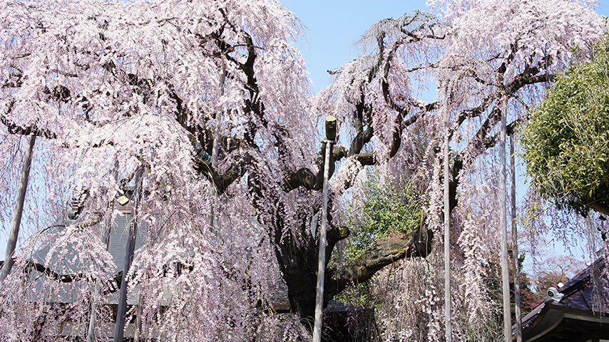 Daytrip Taxi デイトリップタクシー 日の丸交通